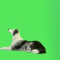 vfx stock footage chroma dog