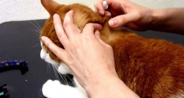 Preventing Fleas for cat