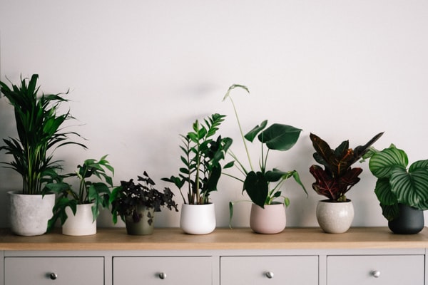 order house plants online